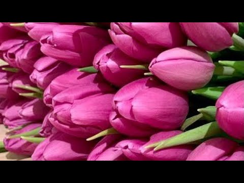 Видео: Сорт Purple Lord (Пурпур Лорд). Выгонка тюльпанов к 8 Марта на гидропонике.