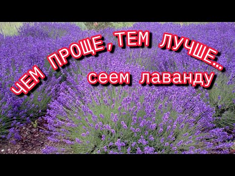 Видео: ЭТО ВАМ НЕ КУКУРУЗА - чем проще, тем легче и лучше будут всходы и развитие лаванды из семян.