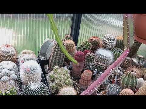 Видео: Кактусы покрылись коркой.Опробковение кактусов.Как содержать конофитумы?Ответы на комментарии.