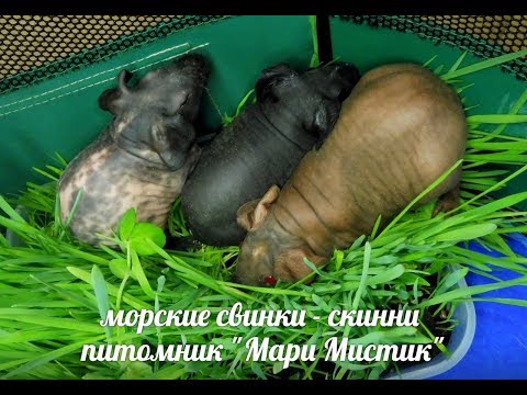 Видео: ТРИ ПОРОСЁНКА СКИННИ - ЗНАКОМСТВО МОРСКИХ СВИНОК - 24.10.2018 ( ПИТОМНИК "МАРИ МИСТИК" )