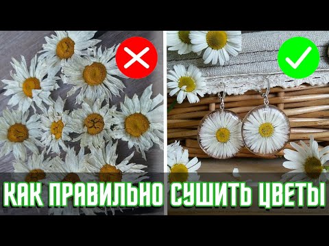 Видео: 5 способов КАК ЗАСУШИТЬ ЦВЕТЫ. Какой способ самый эффективный?