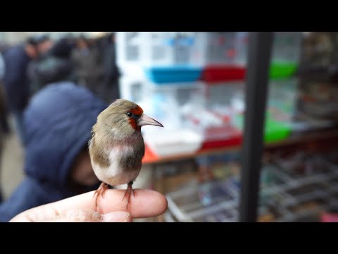 Видео: Тошкент қуш бозори: 22.01.2022IIПтичий рынок Ташкент