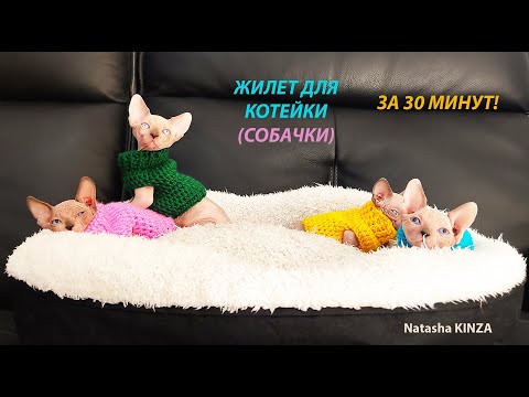 Видео: ЖИЛЕТ ДЛЯ ПИТОМЦА ЗА 30 МИНУТ!/ROPA PARA MASCOTAS/PET CLOTHES