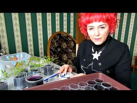 Видео: Метод резки рассады томатов