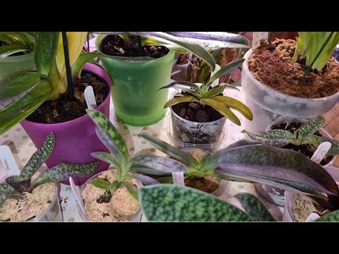 Видео: Обзор | ОРХИДЕИ Пафиопедилум Венерин Башмачок | Грунт для Пафиопедилум от ОрхоРай