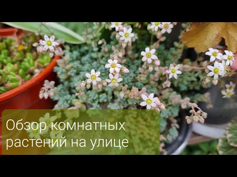 Видео: Обзор комнатных растений Часть 3 Май 2023