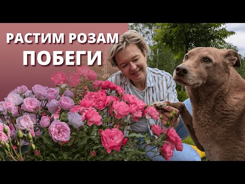 Видео: ОДНИ ОТЦВЕТАЮТ, А ДРУГИЕ ТОЛЬКО РАСТУТ. Почему розы развиваются не одновременно?