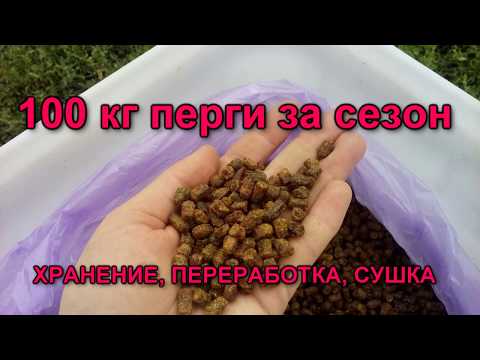 Видео: 100 кг перги за сезон - хранение, переработка, сушка