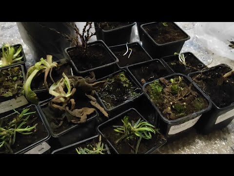 Видео: САЖЕНЦЫ из питомника Garden Plants. Обзор посылки. Я просто в шоке! #саженцы #обзорпосылки #питомник