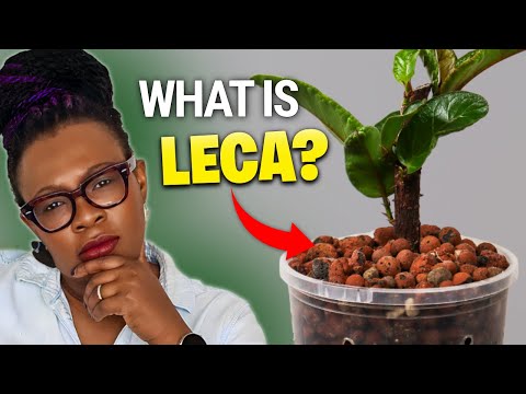 Видео: Что такое LECA? Почему все ею одержимы (научное объяснение)