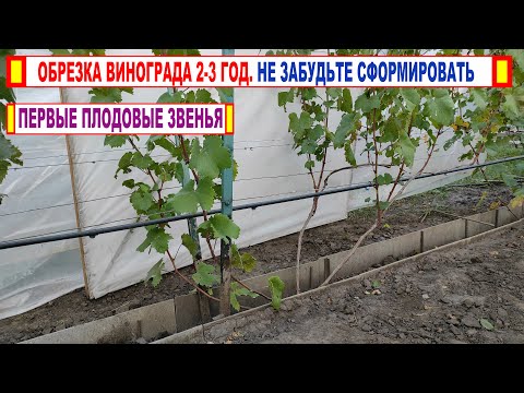 Видео: 🍇 Обрезка КУСТА ВИНОГРАДА 2-3 год. Не забудьте сформировать ПЕРВЫЕ ПЛОДОВЫЕ ЗВЕНЬЯ и НОВЫЕ РУКАВА.