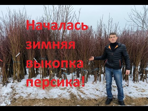 Видео: Саженцы персика от производителя со скидкой!