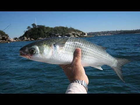 Видео: Кефаль! Как и на Что её Ловят! Mullet pelengas!