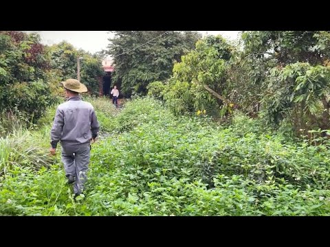 Видео: Уберите заросшую траву, чтобы оживить ужасающий заброшенный дом - УДОВЛЕТВОРИТЕЛЬНАЯ ТРАНСФОРМАЦИЯ
