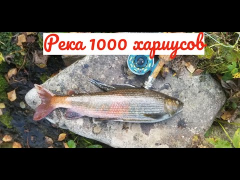 Видео: Река 1000 хариусов | Поход по Кузнецкому Алатау