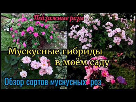 Видео: Розы мускусные гибриды в моём саду. Обзор сортов мускусных роз