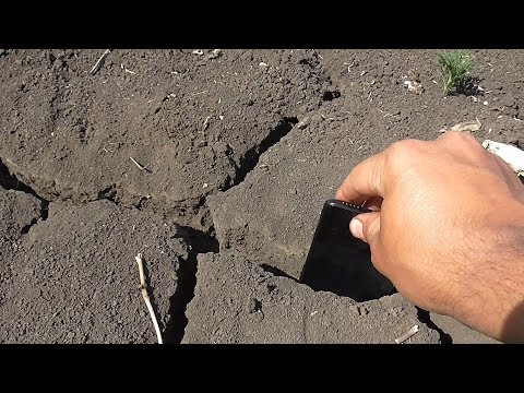 Видео: Интересный эффект окучивания подсолнечника