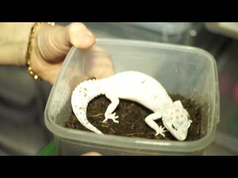 Видео: Разведение эублефаров в домашних условиях