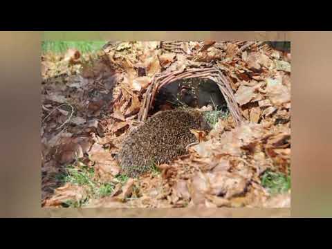 Видео: Заняття ознайомлення з природним довкіллям "Як тварини готуються до зими"