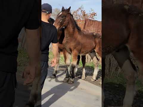 Видео: Сатылды.