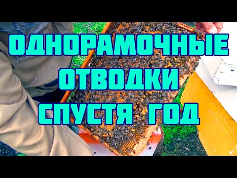 Видео: Однорамочные отводки спустя 1 год