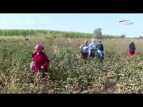 Видео: Таъмини нақшаи истеҳсоли пахта дар хоҷагиҳои алоҳидаи вилоят.