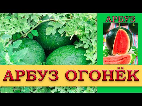 Видео: АРБУЗ ОГОНЕК - РАННЕСПЕЛЫЙ ПОПУЛЯРНЫЙ СОРТ АРБУЗА ДЛЯ ТЕПЛИЦ И ОТКРЫТОГО ГРУНТА