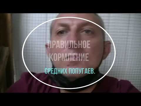 Видео: Правильное кормление средних попугаев.