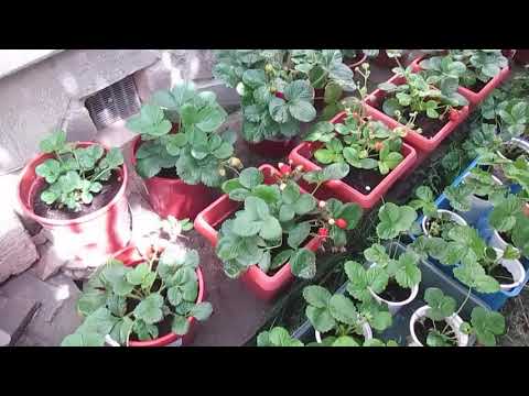 Видео: Ремонтантная клубника. Путь от семян до...