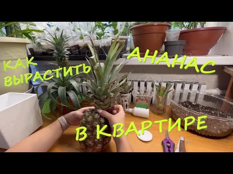 Видео: Укоренение Ананаса или Первые шаги к плантации Ананасов в квартире (часть 1)