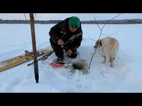 Видео: Рыбалка на налима / Очередной трофей пойман / Поставили продольники на новые места