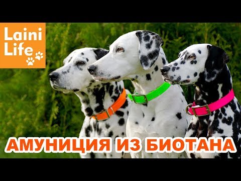 Видео: Биотановые ошейники и поводки, какой биотан настоящий? РОЗЫГРЫШ!