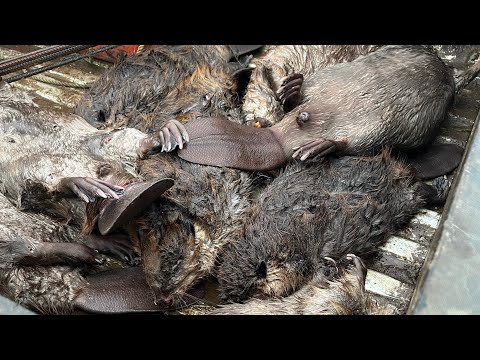 Видео: Весенний бобр — набор и первая проверка