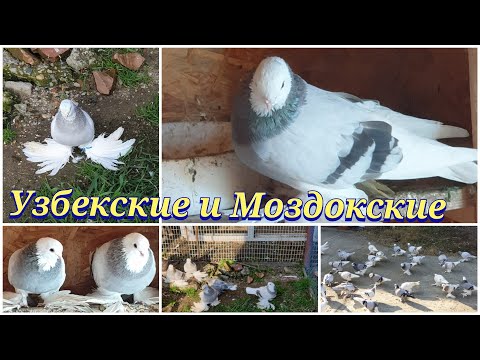 Видео: Узбекские и Моздокские голуби Сергея Uzbek and Mozdok pigeons of Sergei