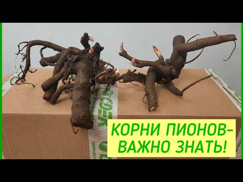 Видео: КОРНИ ПИОНОВ ИЗ МОЕЙ ПОСЫЛКИ - ВАЖНАЯ ИНФОРМАЦИЯ!