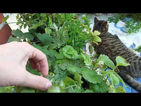 Видео: Мой балкон . Земляника на балконе круглый год .