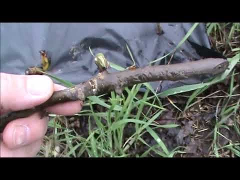 Видео: Высадка ивы под пленку в апреле