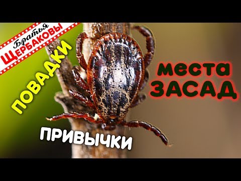 Видео: КЛЕЩИ. Типовые МЕСТА ЗАСАД, повадки, ПРИВЫЧКИ