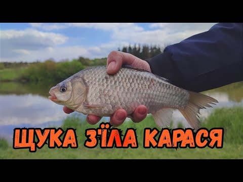 Видео: РИБОЛОВЛЯ В ПЕРЕОРКАХ БІЛЯ ВІННИЦІ / БАГАТО ВИДІВ РИБИ