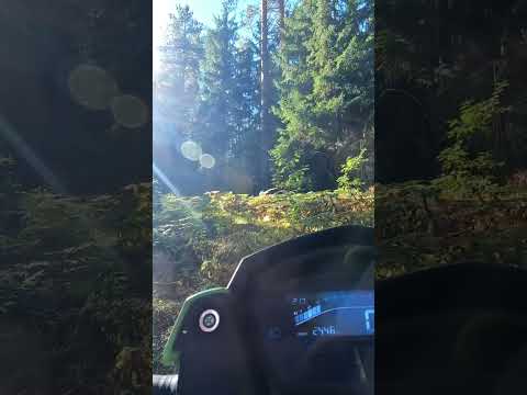 Видео: 🎵 Через лес на мопеде Альфа. #намопеде #альфа #намопедеАльфа