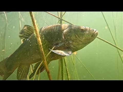 Видео: Подводная охота - Дневная охота в засидке