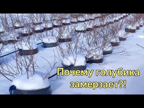 Видео: 🌬️Почему голубика не перезимовала?! 🤔🫐