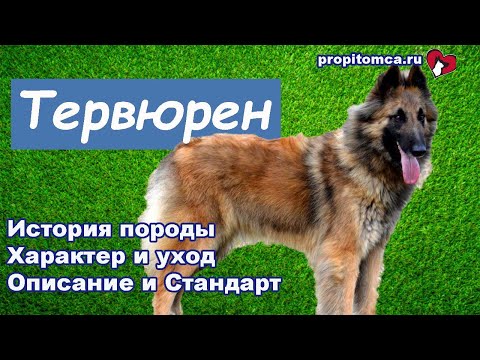 Видео: Тервюрен - длинношерстная бельгийская овчарка любой масти. Описание породы собак