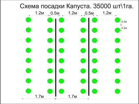 Видео: Схема посадки овощей на примере перца.