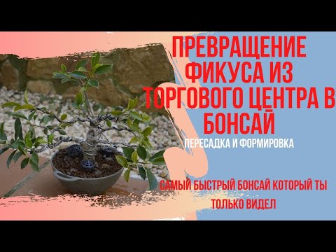 Видео: Превращение фикуса из торгового центра в бонсай! Как сделать бонсай из фикуса?  Bonsai first step!