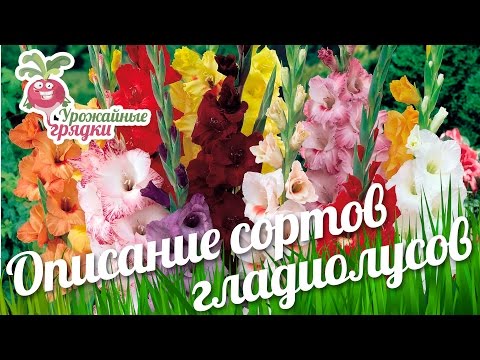 Видео: Описание сортов гладиолусов. Хитрости выращивания гладиолусов #urozhainye_gryadki