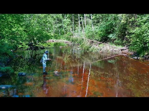 Видео: Рыбалка мечты. Ночуем в лесной избушке. Готовим в лесной кухне. Поход по лесной речке