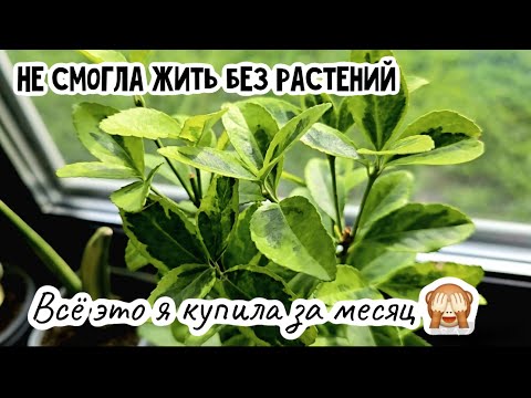 Видео: Обзор растений в загородной квартире. Новые сансевиерии и орхидеи