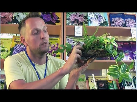 Видео: ДФ. Композиции из комнатных растений. И.Рачков