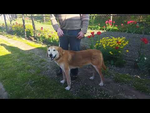 Видео: РУССКИЕ ГОНЧИЕ ШОРОХ И ДИНА